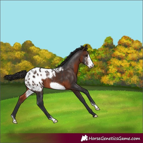 Horse Color:Brown Sabino Frame Appaloosa 