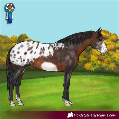 Horse Color:Brown Sabino Frame Appaloosa 
