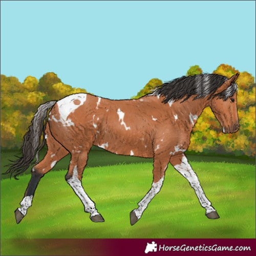 Horse Color:White Spotted Bay Tobiano 