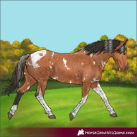 Horse Color:White Spotted Bay Tobiano 