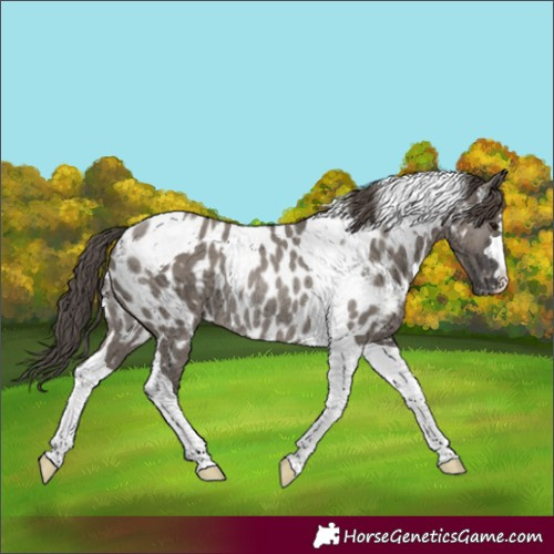 Horse Color:Grullo Tobiano Appaloosa Rabicano