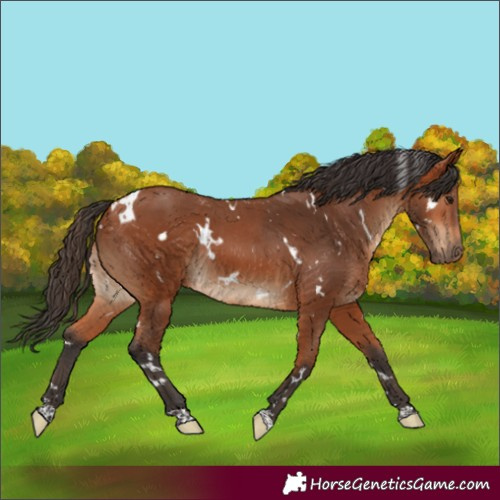 Horse Color:White Spotted Bay Rabicano 