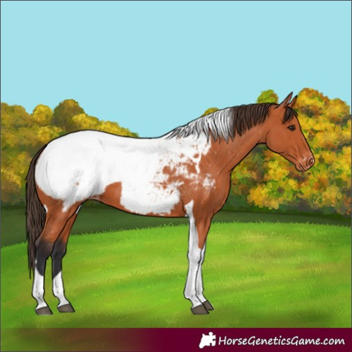 Horse Color:Bay Tobiano Appaloosa