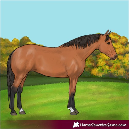 Horse Color:Bay 