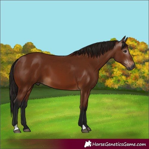 Horse Color:Gray Bay