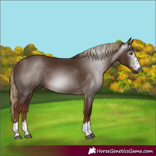 Horse Color:Gray Chestnut 
