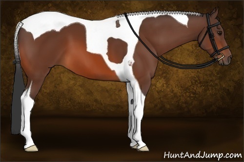 Horse Color:Bay Tobiano 