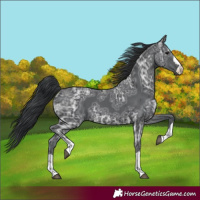Horse Color:Black Ice