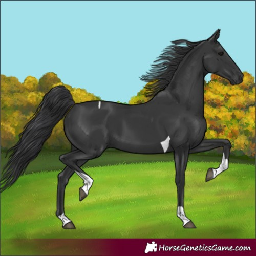 Horse Color:Unknown 