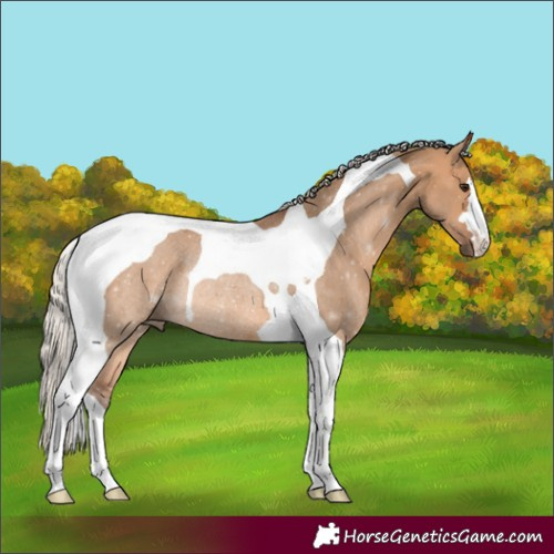 Horse Color:Silver Bay Dun Tobiano Rabicano