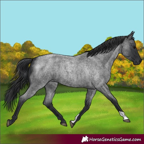 Horse Color:Blue Roan 