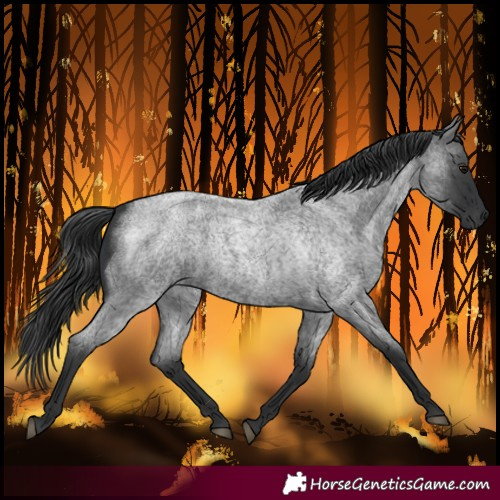 Horse Color:Blue Roan