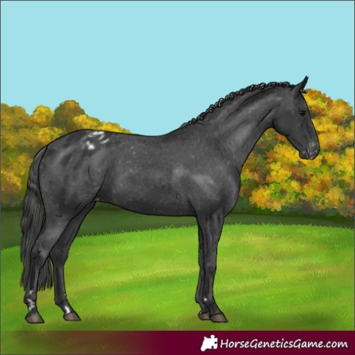 Horse Color:Black Appaloosa Rabicano