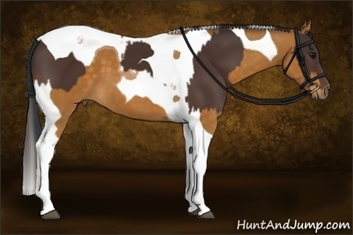 Horse Color:Bay Tobiano and Buckskin Tobiano