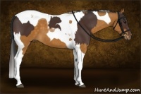 Horse Color:Bay Tobiano and Buckskin Tobiano