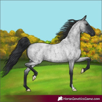 Horse Color:Blue Roan