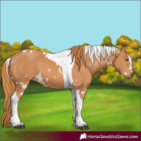 Horse Color:White Spotted Chestnut Tobiano 