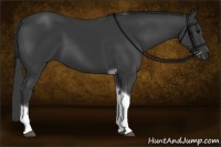 Horse Color:Black Sabino Tobiano