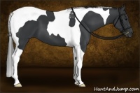 Horse Color:Black Tobiano 