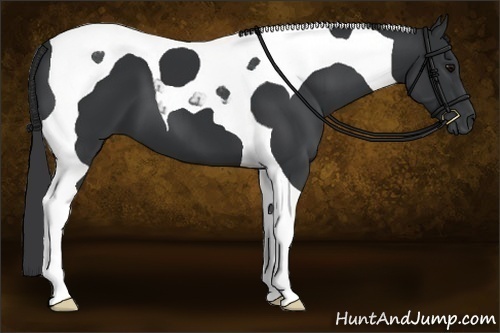 Horse Color:Black Tobiano 