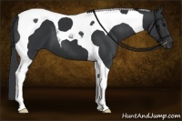 Horse Color:Black Tobiano 