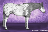 Horse Color:White Spotted Blue Roan Splash Frame Appaloosa