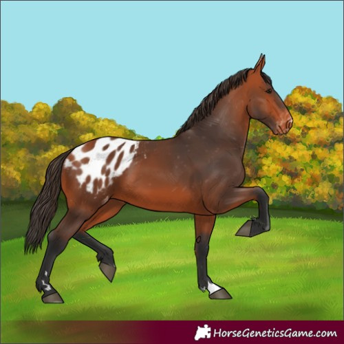 Horse Color:Bay Appaloosa