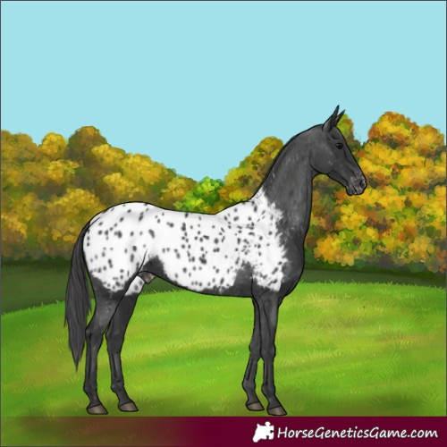 Horse Color:Black Appaloosa 