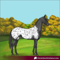 Horse Color:Black Appaloosa