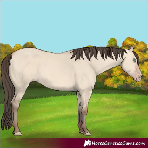 Horse Color:Amber Champagne Dun