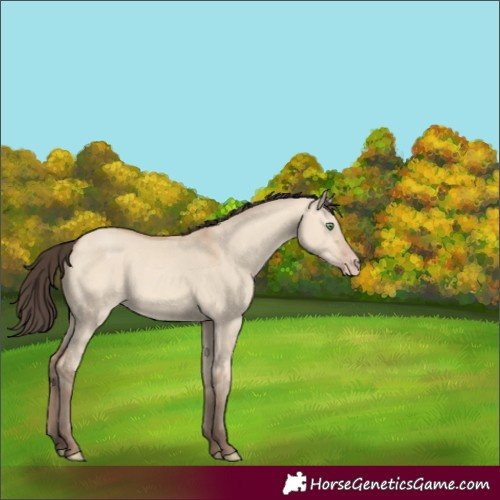 Horse Color:Amber Champagne Dun