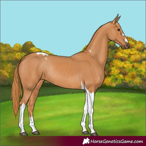 Horse Color:Chestnut Tobiano Rabicano