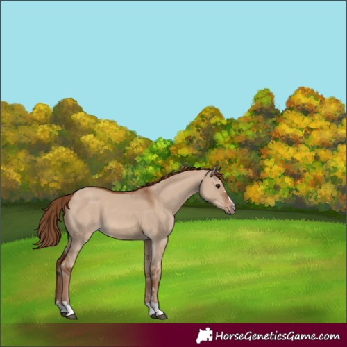 Horse Color:Red Dun 