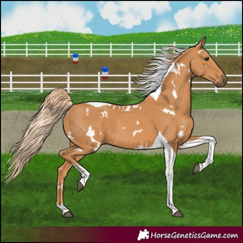 Horse Color:White Spotted Chestnut Tobiano 