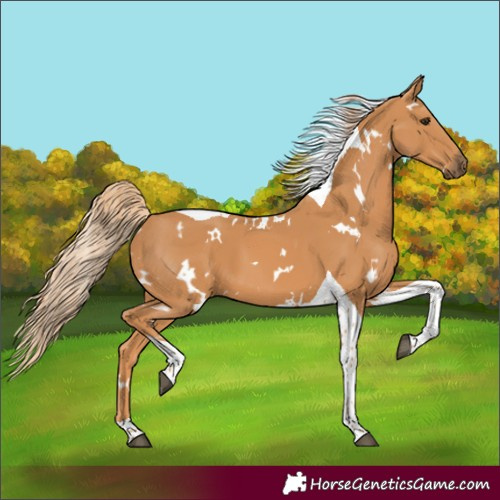 Horse Color:White Spotted Chestnut Tobiano