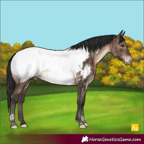 Horse Color:Brown Dun Tobiano Appaloosa Rabicano Brindle 