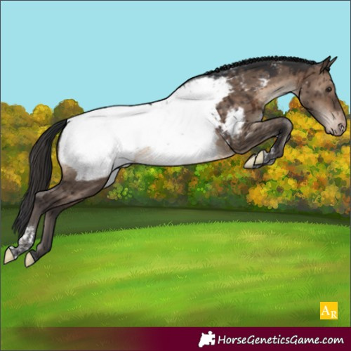Horse Color:Brown Dun Tobiano Appaloosa Rabicano Brindle 
