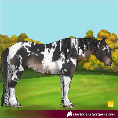 Horse Color:White Spotted Brown Tobiano 