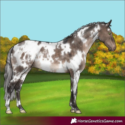 Horse Color:White Spotted Brown Dun Mushroom Appaloosa 