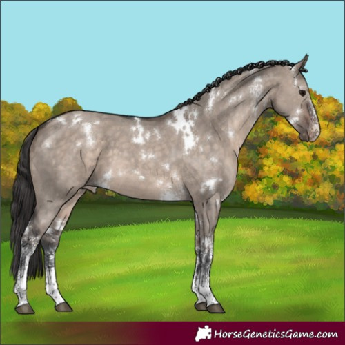 Horse Color:White Spotted Brown Dun Mushroom Sabino Appaloosa 