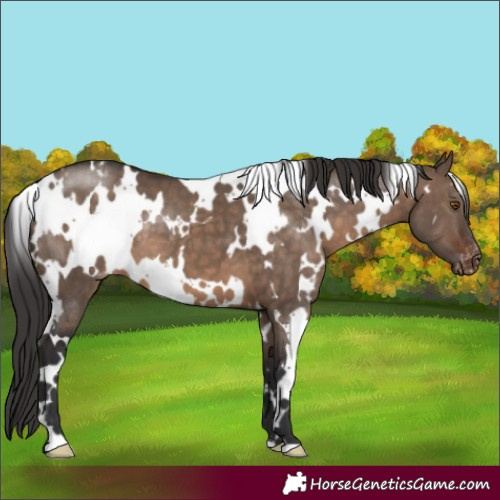 Horse Color:White Spotted Brown Dun Appaloosa