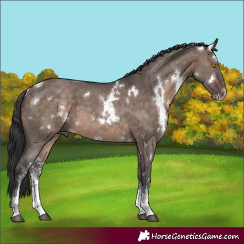 Horse Color:White Spotted Brown Dun Mushroom Sabino