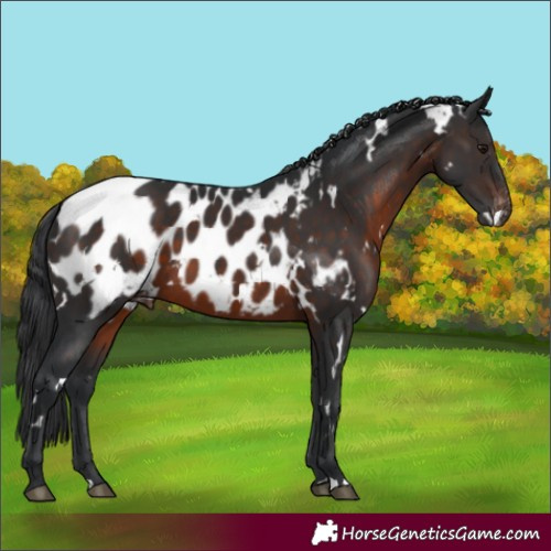 Horse Color:White Spotted Brown Appaloosa 