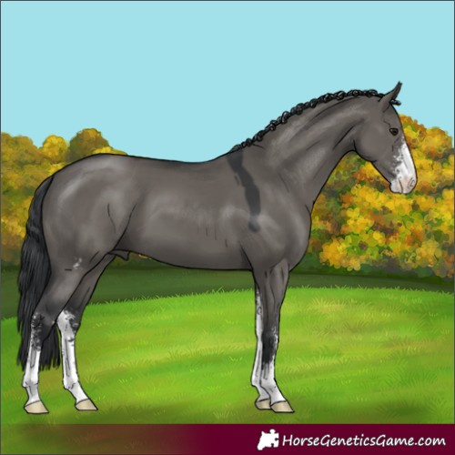 Horse Color:Grullo Mushroom Sabino