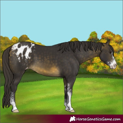 Horse Color:Buckskin Mushroom Sabino Appaloosa 