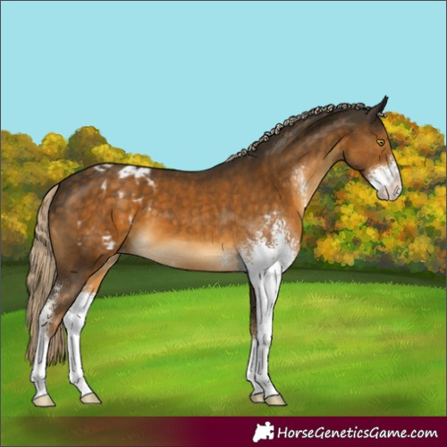 Horse Color:Chocolate Palomino Mushroom Sabino Varnish