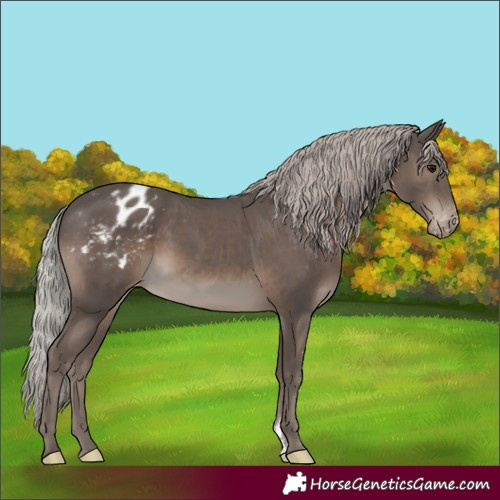 Horse Color:Silver Black Sabino Blanket Rabicano 