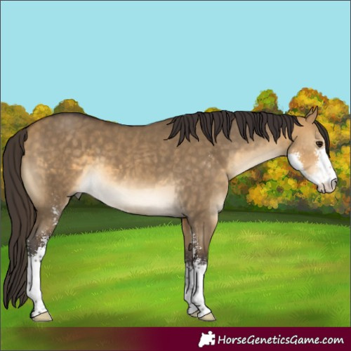 Horse Color:Buckskin Dun Sabino 