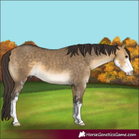 Horse Color:Buckskin Dun Sabino