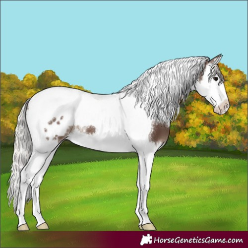 Horse Color:White Spotted Silver Black Splash Tobiano Blanket 